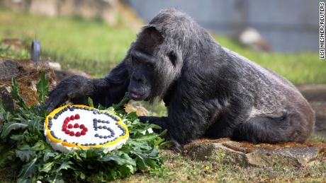 Najstarszy znany na świecie goryl ma 65 lat
