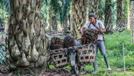 Olej palmowy to połowa zakupów spożywczych.  Oto powód podwyżki cen