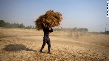 Indyjski rolnik nosi plony pszenicy zebrane z pola na obrzeżach Dżammu w Indiach, czwartek, 28 kwietnia 2022 r. 