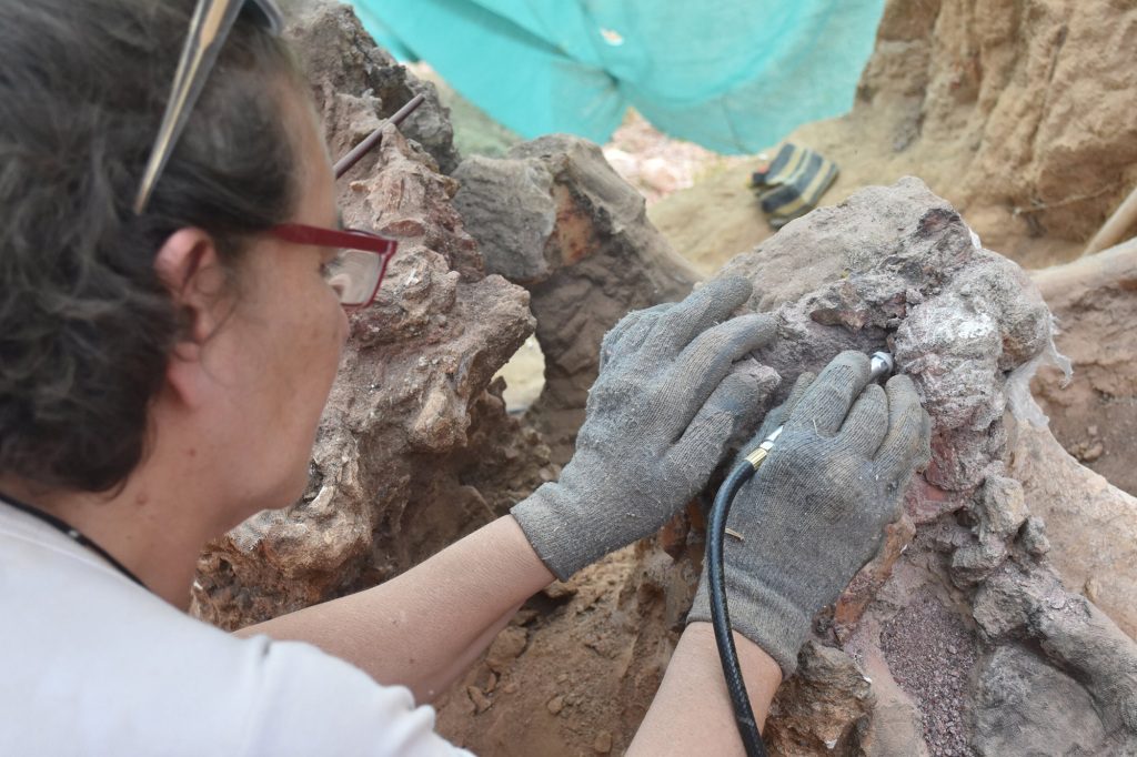 Naukowcy zachowają i udokumentują skamieniałości i będą kontynuować prace wykopaliskowe w tym miejscu w przyszłym roku. 