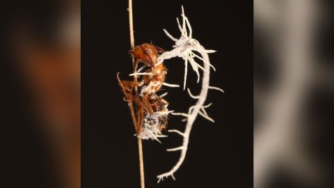 Jeden z nowych grzybów, Niveomyces cornatus, powoduje białą powłokę na mrówce zombie.