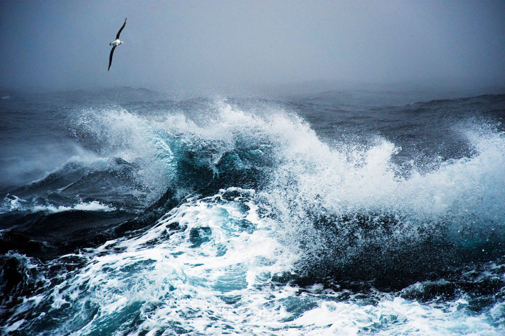 Wędrowny albatros unoszący się nad szalejącym morzem, kaczki mijają.